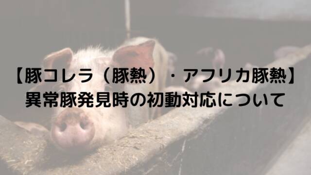 【豚コレラ（豚熱）・アフリカ豚熱】異常豚発見時の初動対応について