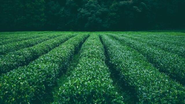 茶畑　樹形