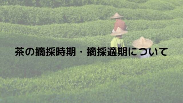茶の摘採時期・摘採適期について