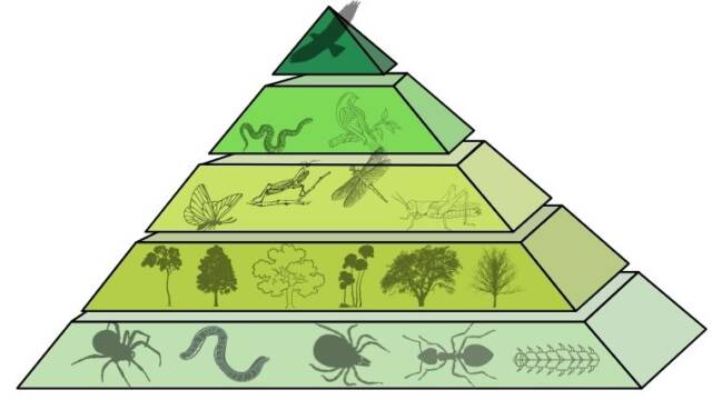 生態ピラミッド