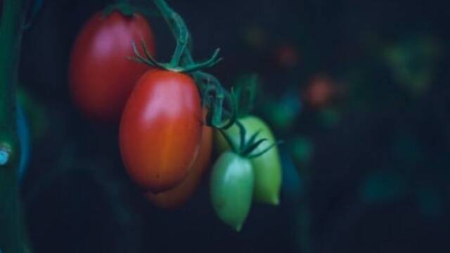 赤くなりかけのトマト