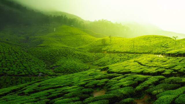 茶樹への施肥管理