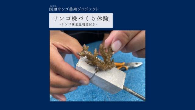【沖縄県国頭村】サンゴ株作り体験