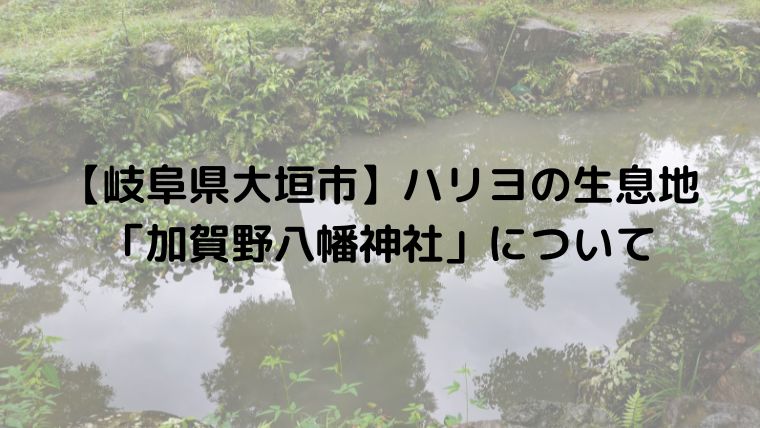 【岐阜県大垣市】ハリヨの生息地「加賀野八幡神社」について