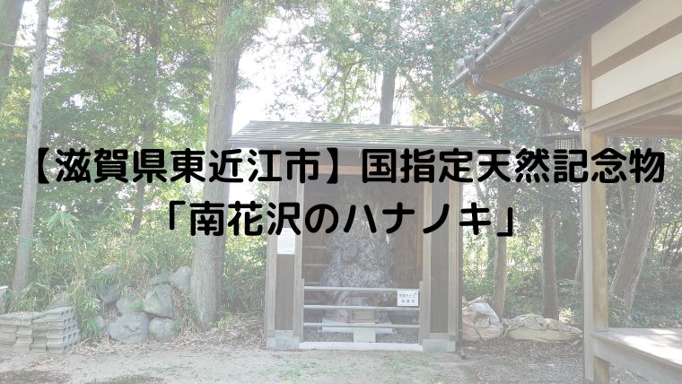【滋賀県東近江市】国指定天然記念物「南花沢のハナノキ」
