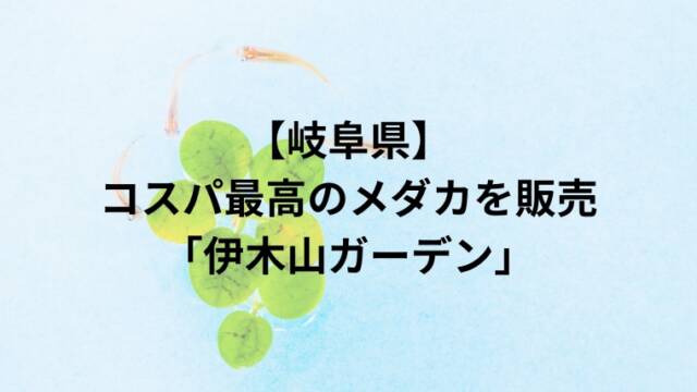 【岐阜県】コスパ最高のメダカを販売「伊木山ガーデン」