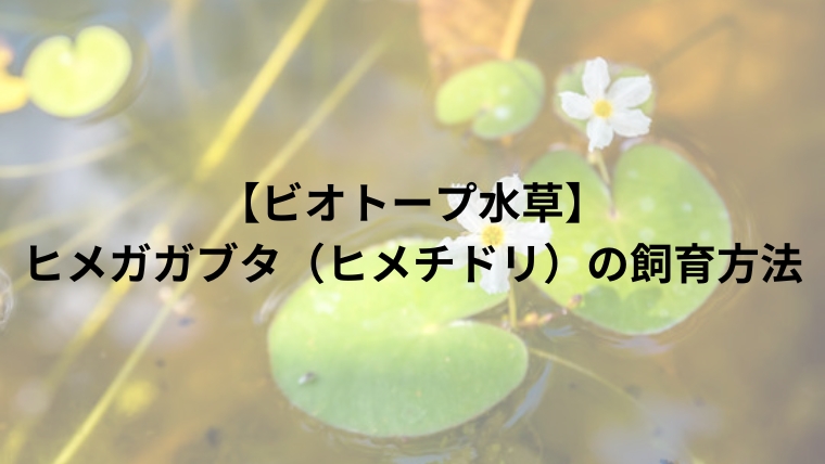 【ビオトープ水草】ヒメガガブタ（ヒメチドリ）の飼育方法