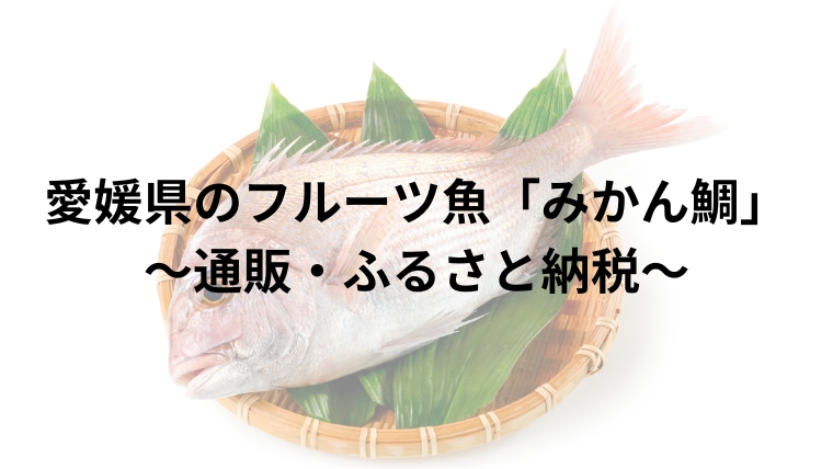 愛媛県のフルーツ魚「みかん鯛」～通販・ふるさと納税～