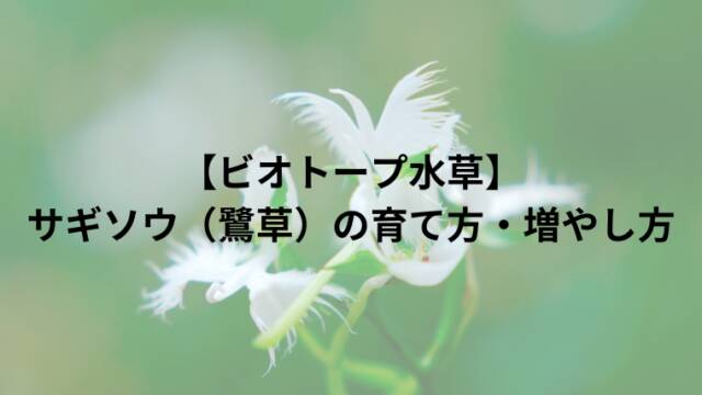 【ビオトープ水草】 サギソウ（鷺草）の育て方・増やし方