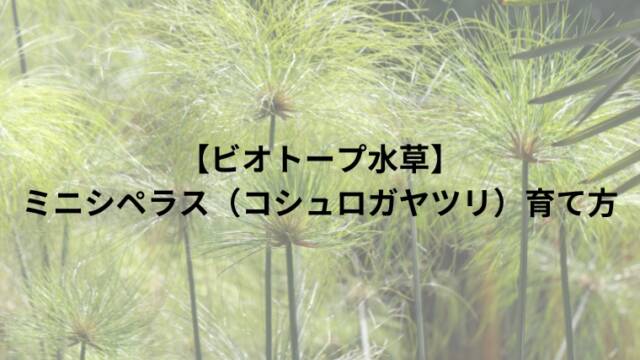 【ビオトープ水草】ミニシペラス（コシュロガヤツリ）育て方