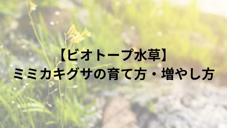 【ビオトープ水草】ミミカキグサの育て方・増やし方