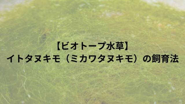 【ビオトープ水草】イトタヌキモ（ミカワタヌキモ）の飼育法