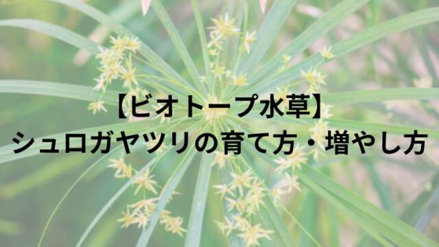 【ビオトープ水草】シュロガヤツリの育て方・増やし方