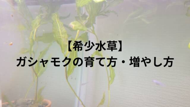 【希少水草】ガシャモクの育て方・増やし方