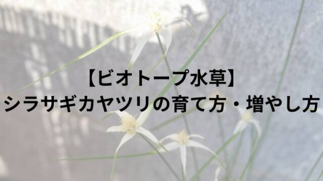 【ビオトープ水草】シラサギカヤツリの育て方・増やし方