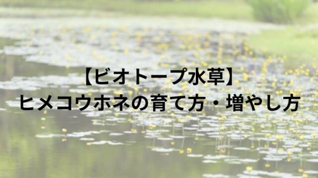 【ビオトープ水草】ヒメコウホネの育て方・増やし方