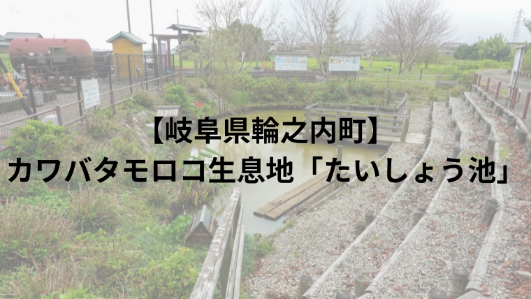 【岐阜県輪之内町】カワバタモロコ生息地「たいしょう池」