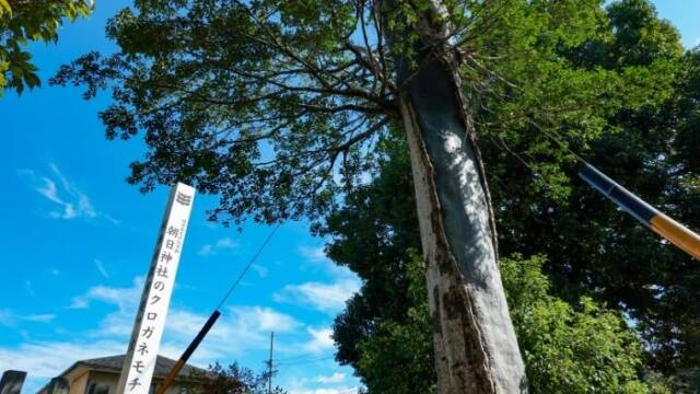 朝日神社のクロガネモチ