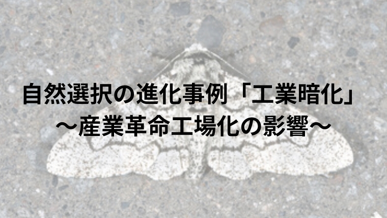 自然選択の進化事例「工業暗化」～産業革命工場化の影響～