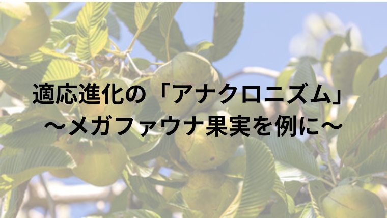 適応進化の「アナクロニズム」～メガファウナ果実を例に～