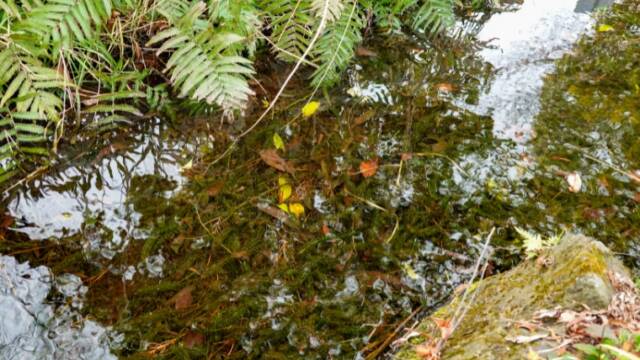 ハートピア安八「しあわせの泉」のハリヨと梅花藻