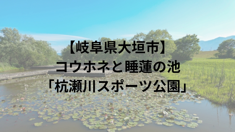 【岐阜県大垣市】コウホネと睡蓮の池「杭瀬川スポーツ公園」