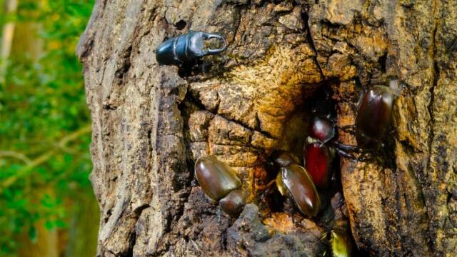 カブトムシ・クワガタの飼育・観察