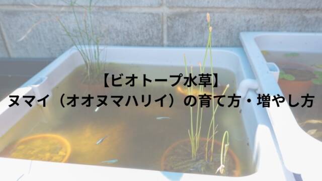 【ビオトープ水草】ヌマイ（オオヌマハリイ）の育て方・増やし方